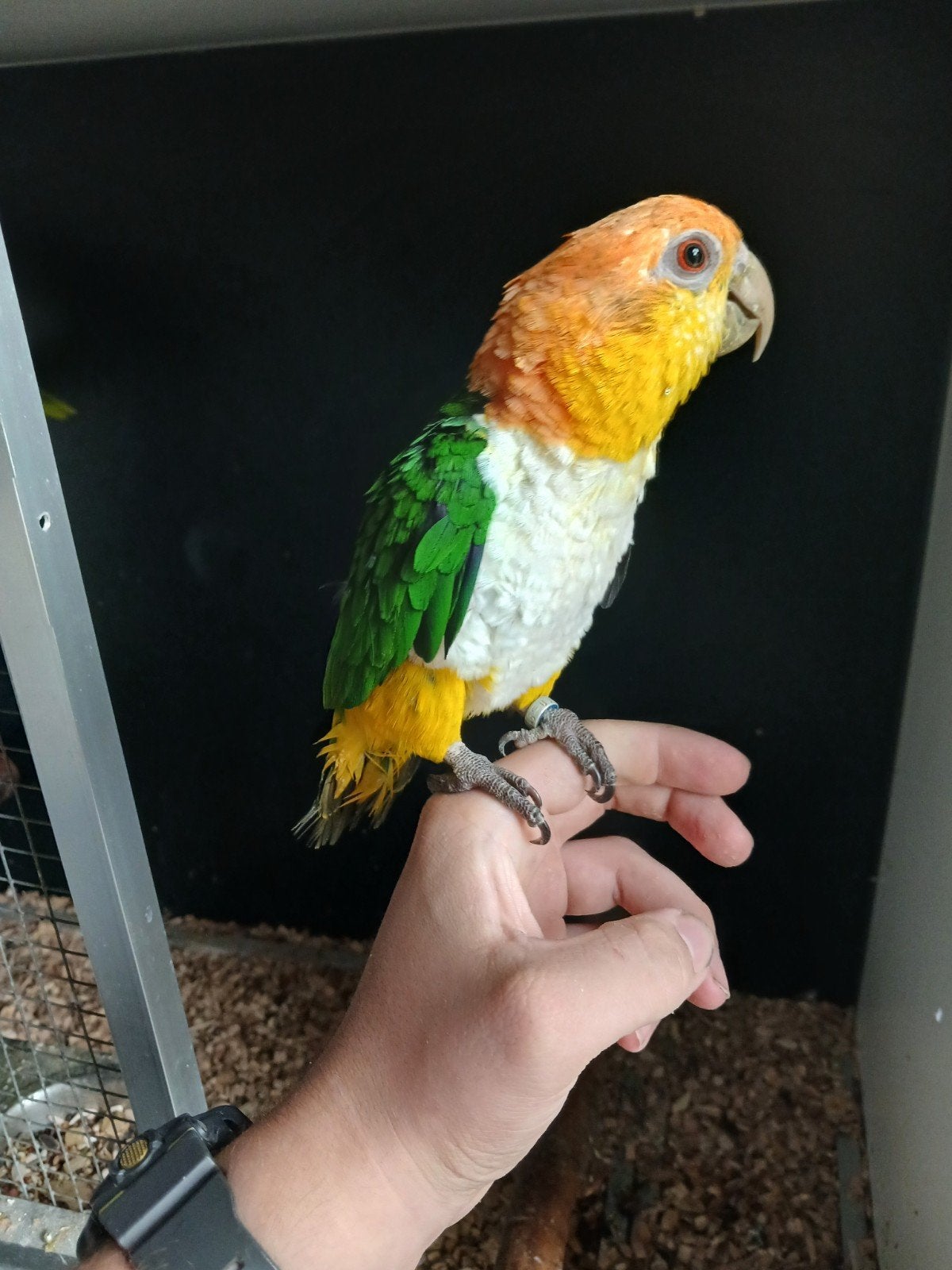 tamme roestkop caique, Dieren en Toebehoren, Mannelijk, Papegaai, Geringd