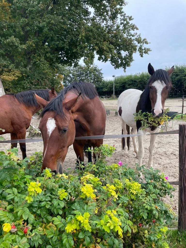 Trainster, bijrijder, verzorgster gezocht. Verzorgpaard., Diensten en Vakmensen, Dieren | Paarden | Verzorging, Oppas en Les, Verzorging of Verzorgpony's