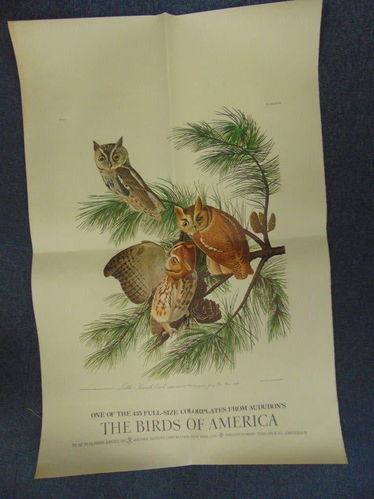 3x grote vogelprent uit The Birds of America van JJ Audubon, 1960 tot 1980, Gebruikt, Ophalen of Verzenden, Dier