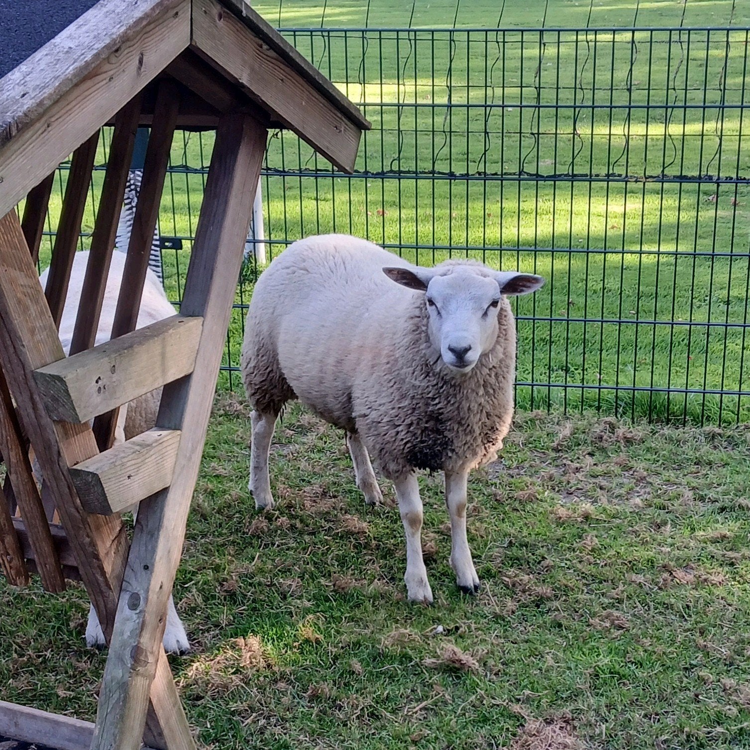 Ram, Mannelijk, Schaap, 0 tot 2 jaar
