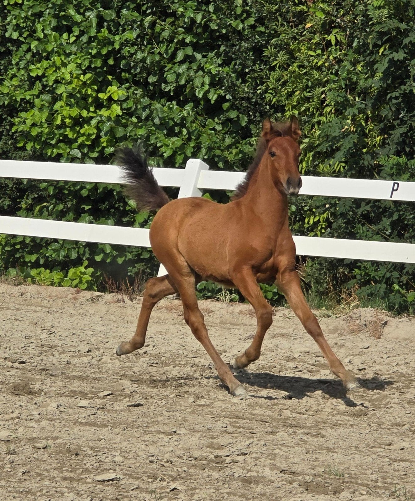 Knappe PRE merrie veulens zwart en bruin pearl, Merrie, Met stamboom, Niet van toepassing, Dressuurpaard