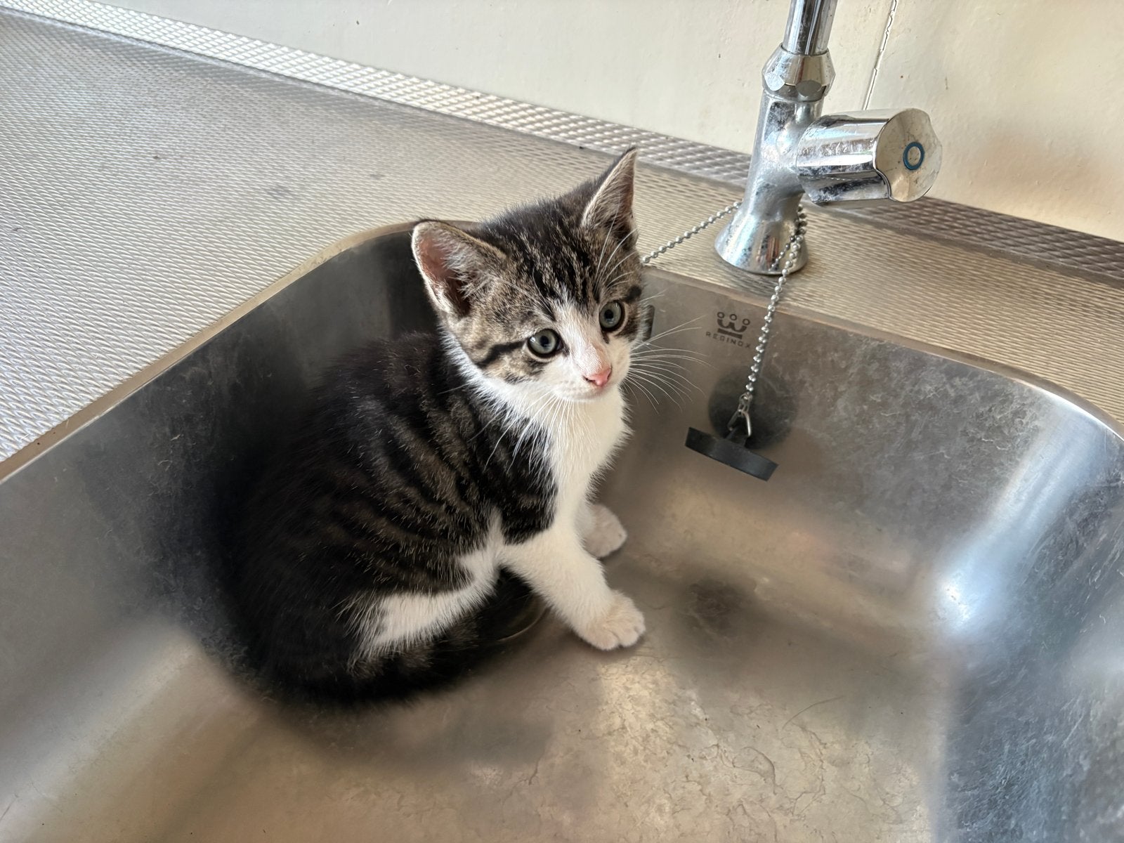 Boerderij kittens te koop, Meerdere dieren, Kortharig, 0 tot 2 jaar