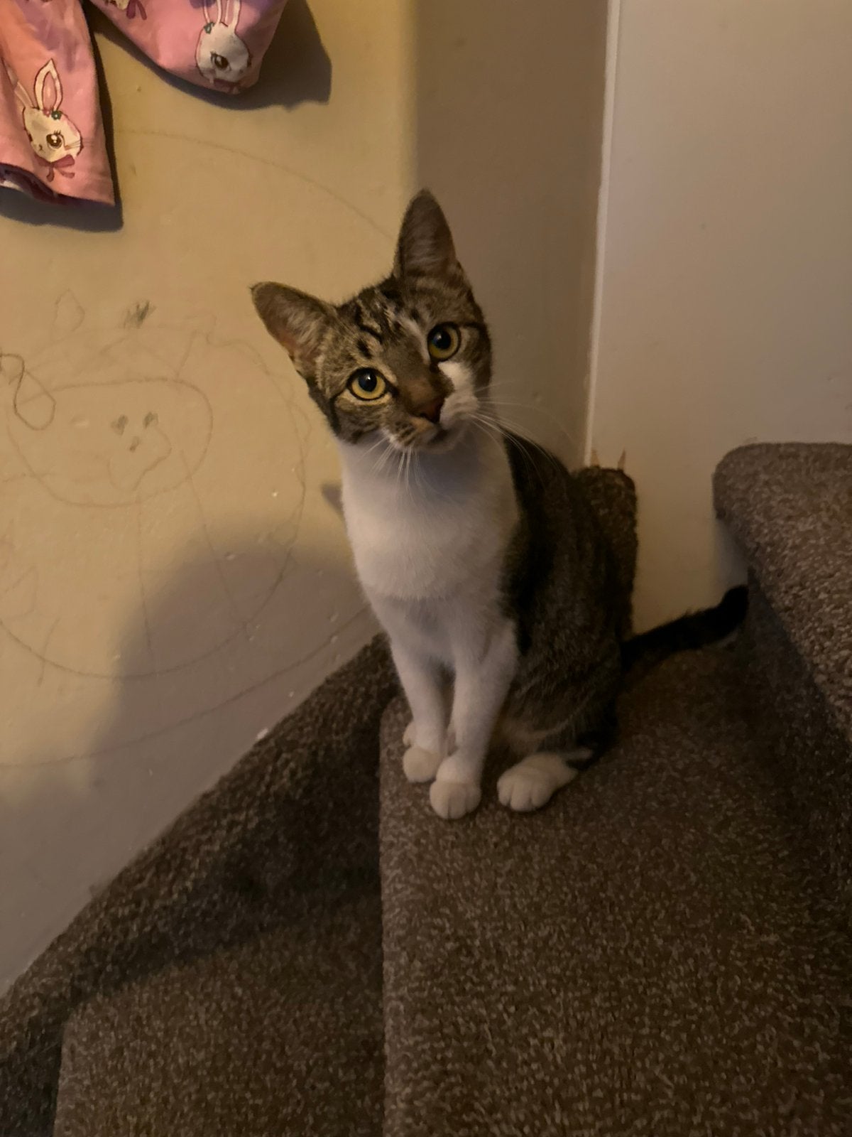 Lieve poes opzoek naar nieuw baasje, Dieren en Toebehoren, Poes, Gechipt, 0 tot 2 jaar