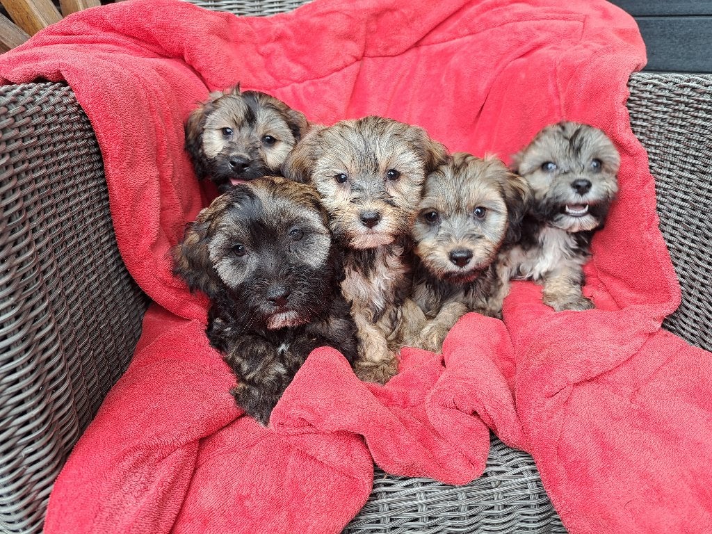 schattige Maltipoo pups, Dieren en Toebehoren, Honden | Chihuahua's en Gezelschapshonden, Parvo, Nederland, Overige rassen, 8 tot 15 weken