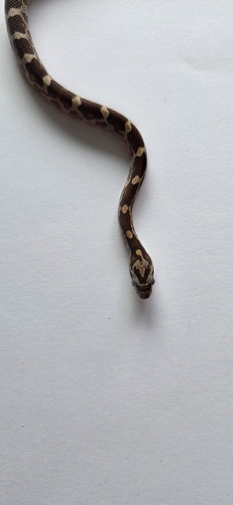 Prachtige Baby Rattenslangen (Met Bloodred-genetica) Rat Snake photo 9