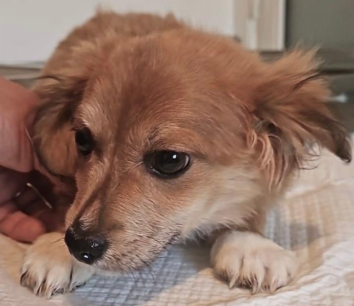 PUP, KIKI, KLEIN BLIJVEND, LIEF, TEEFJE, ZOEKT HAAR MANDJE, Dieren en Toebehoren, Particulier, 8 tot 15 weken, Buitenland, Teef