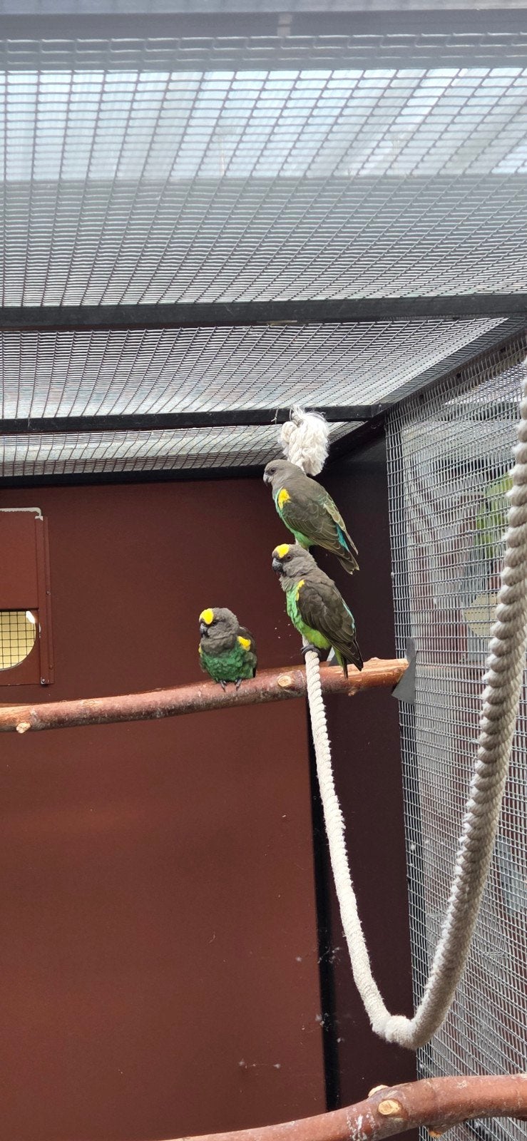 Meyer papegaai, Dieren en Toebehoren, Mannelijk, Papegaai