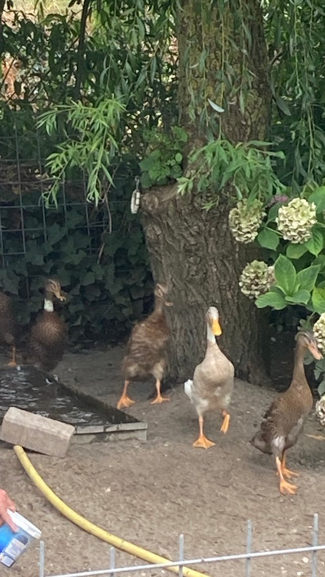 Loop eenden, Meerdere dieren, Eend