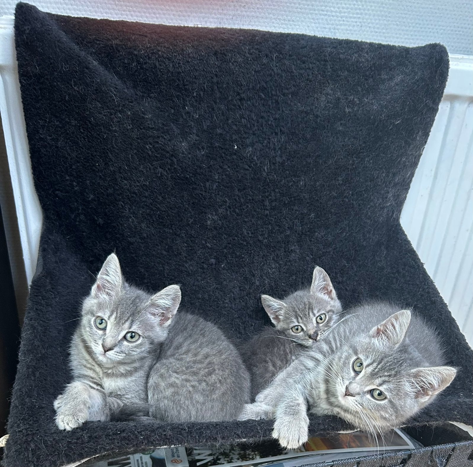 Super lieve leuke, half britse korthaar kittens poesjes❤️, Dieren en Toebehoren, Poes, Ontwormd, 0 tot 2 jaar