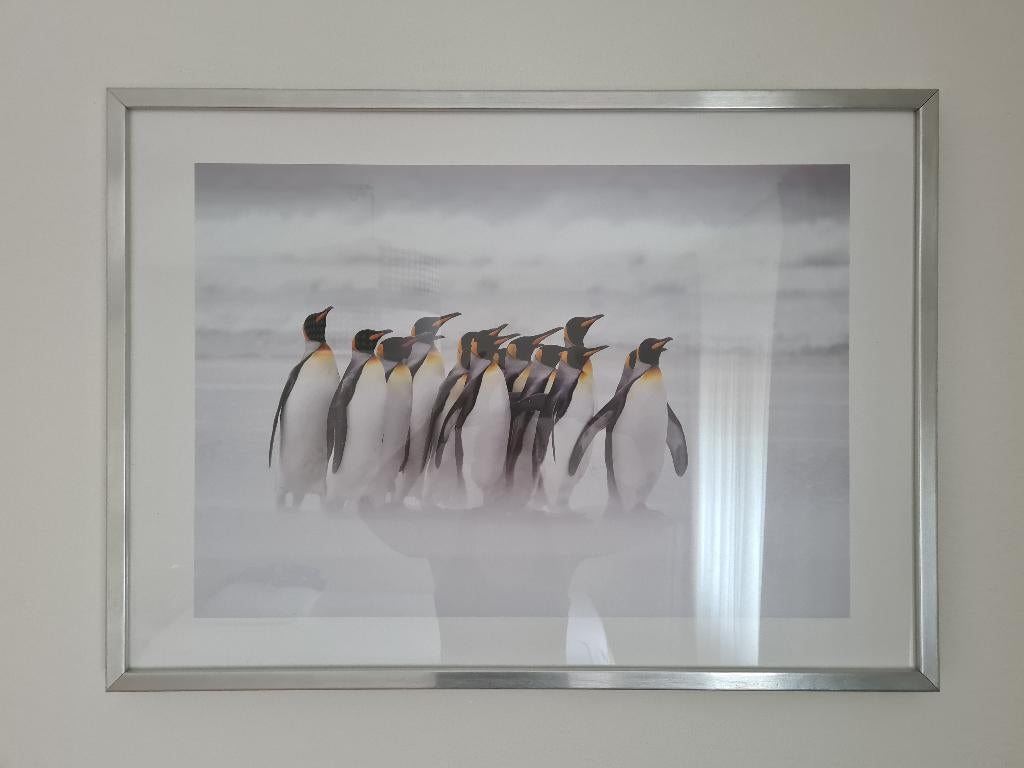 Schilderij pinguïns 72x52, Ophalen