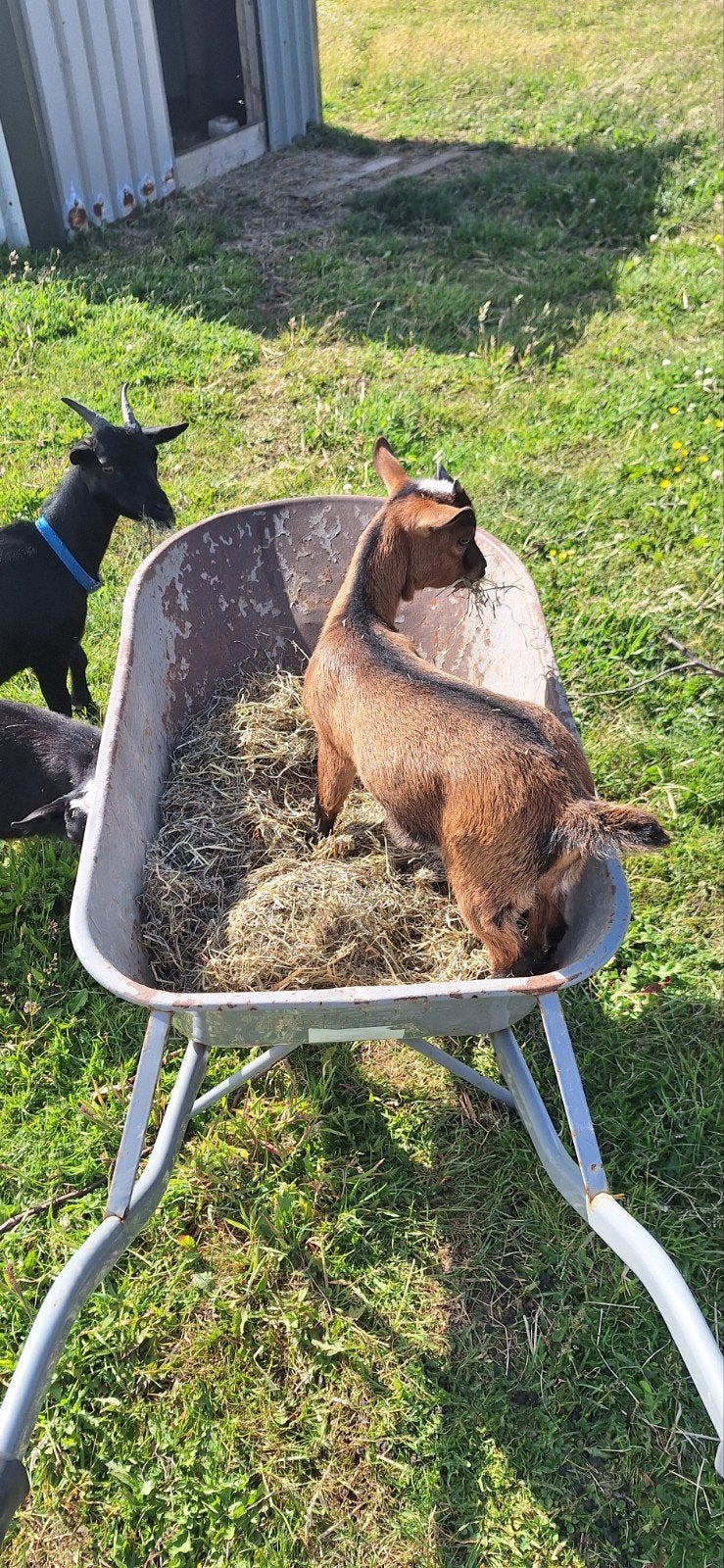 Dwergbokje, Dieren en Toebehoren, Schapen, Geiten en Varkens