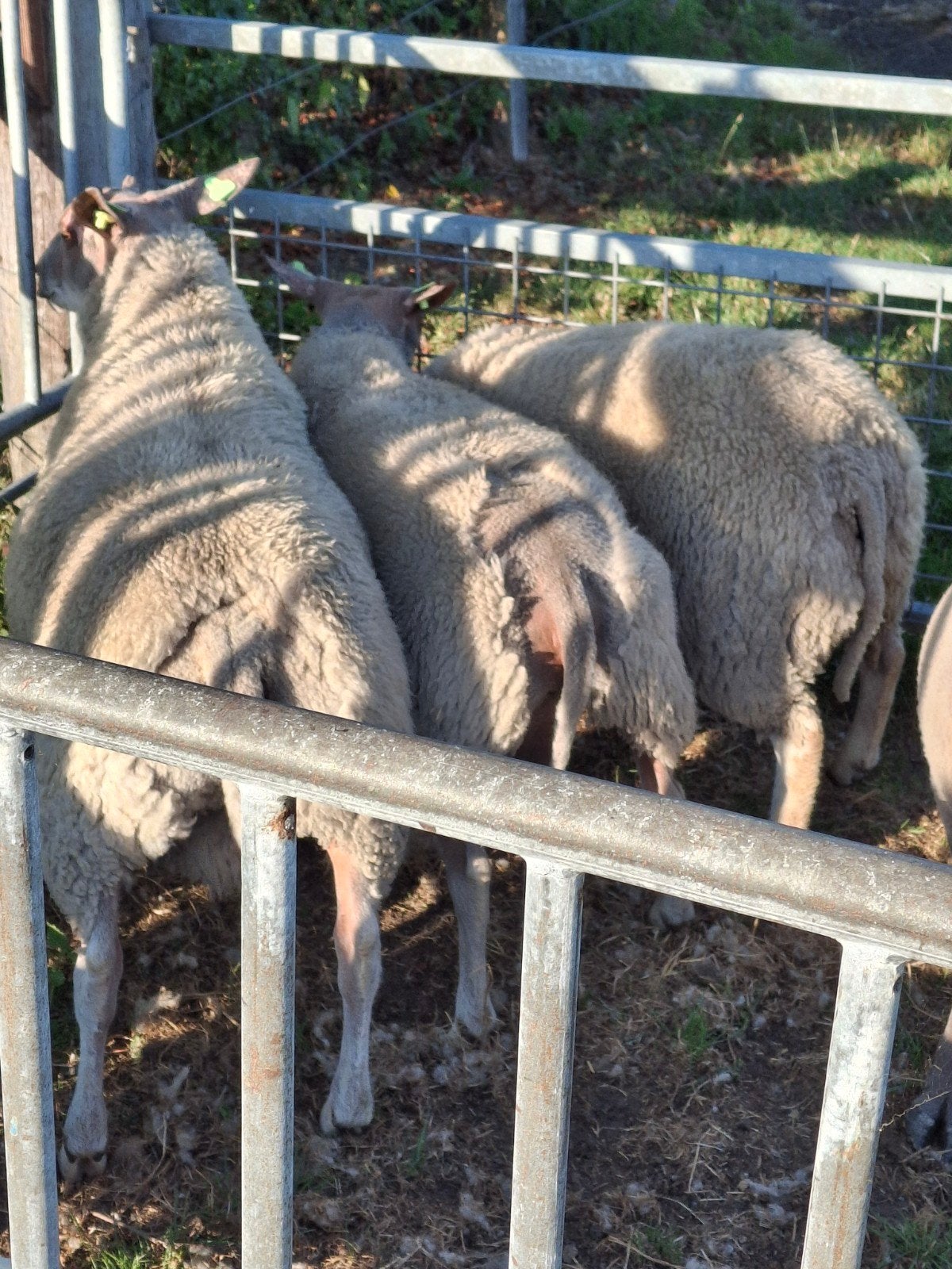 te koop, mooie ramlammeren, Mannelijk, Schaap, 0 tot 2 jaar
