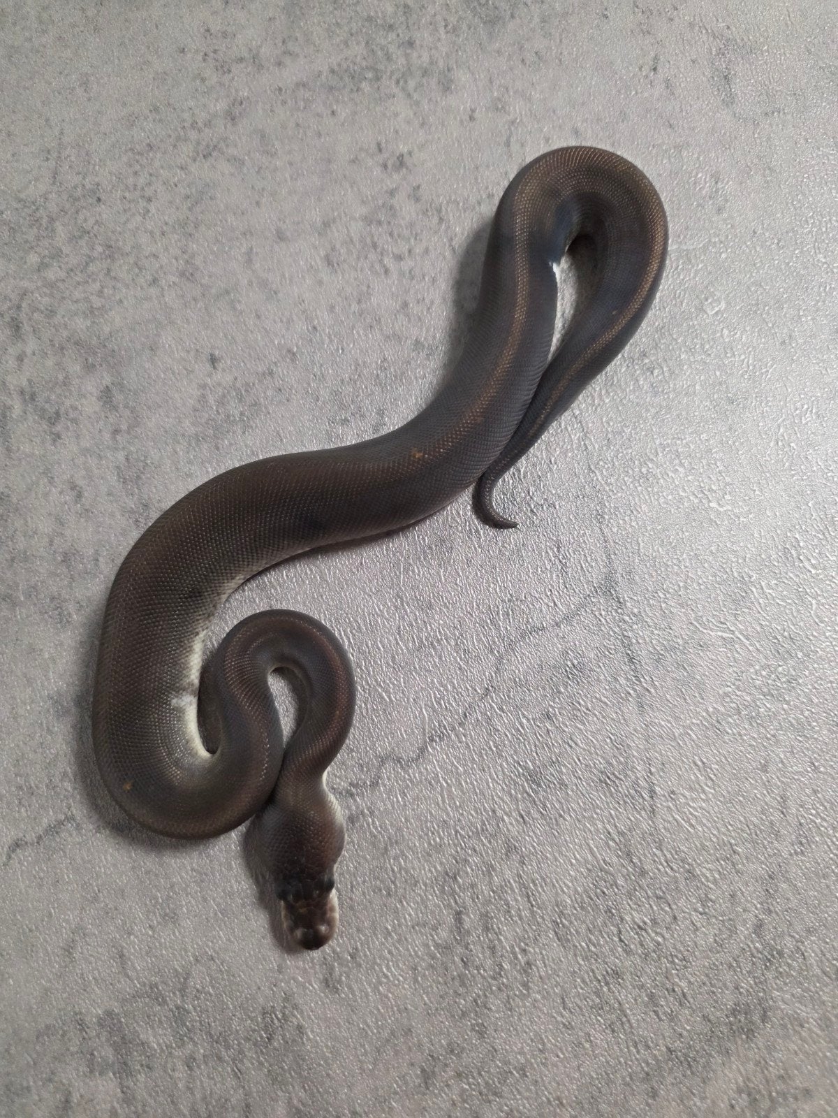 8 Ball️♀️ Ball Python photo 3