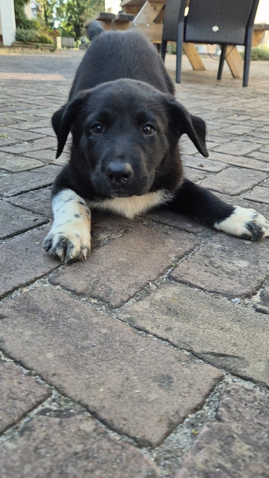 Borador Pupjes, Parvo, Overige rassen, 8 tot 15 weken, Meerdere