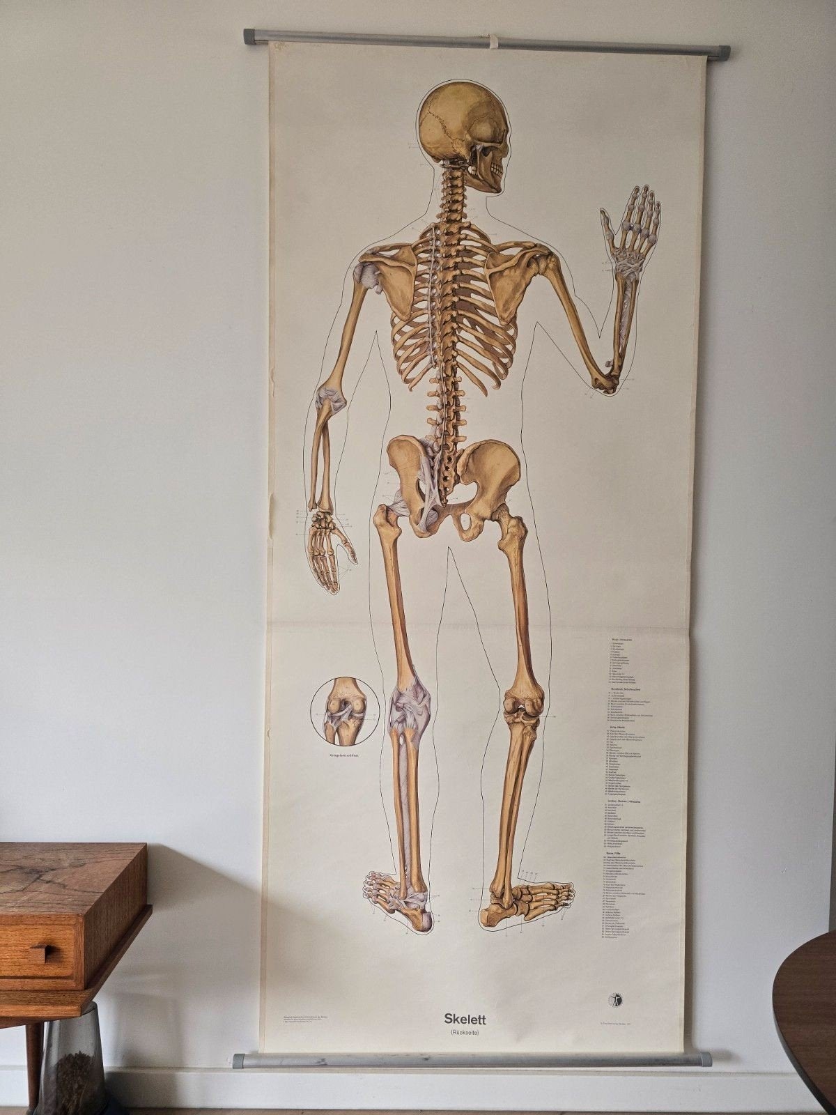 Antieke schoolplaat skelet - perfecte staat, Ophalen of Verzenden, Natuur en Biologie
