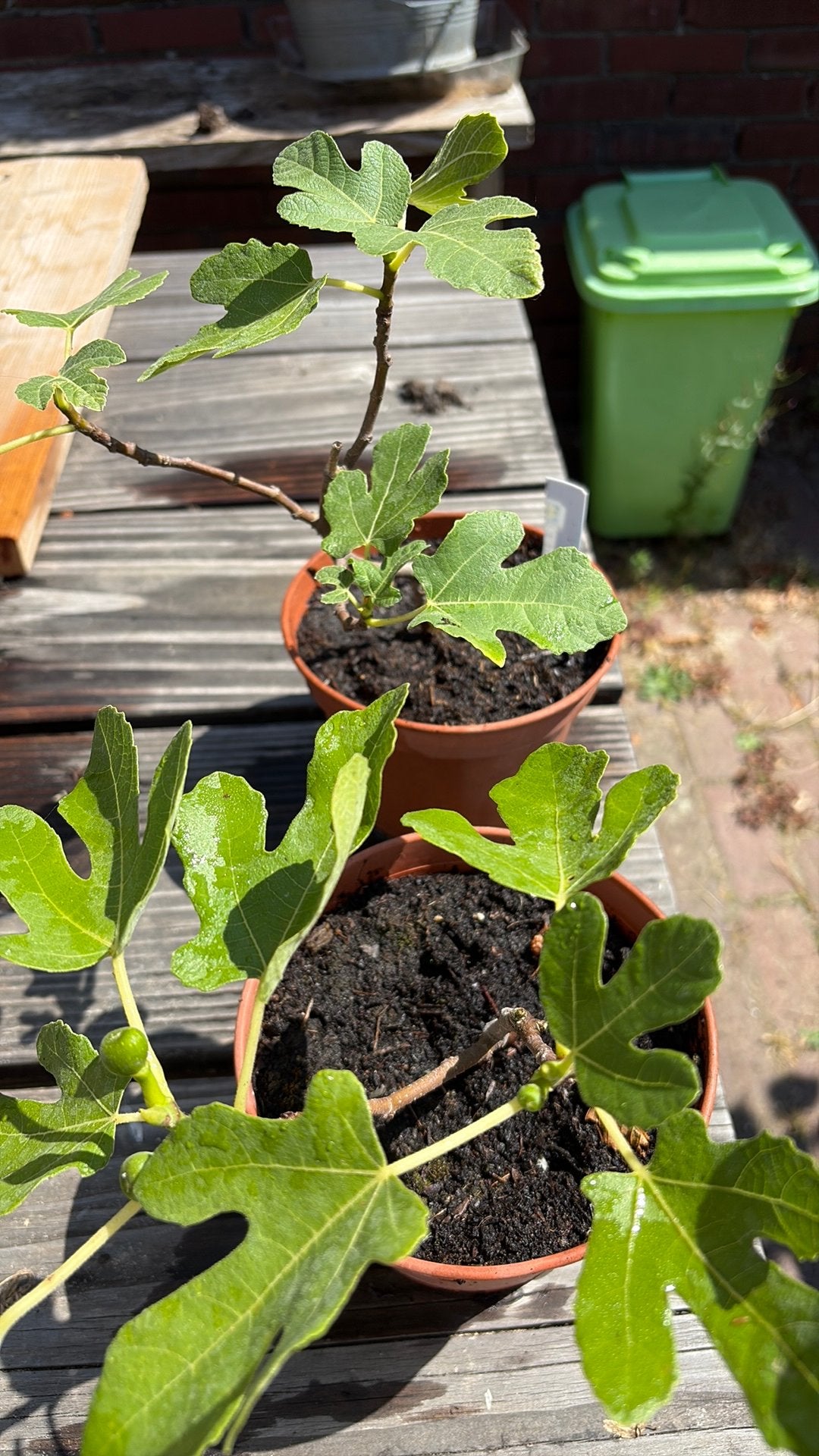 Vijg Brown Turkey, Tuin en Terras, Ophalen, Volle zon