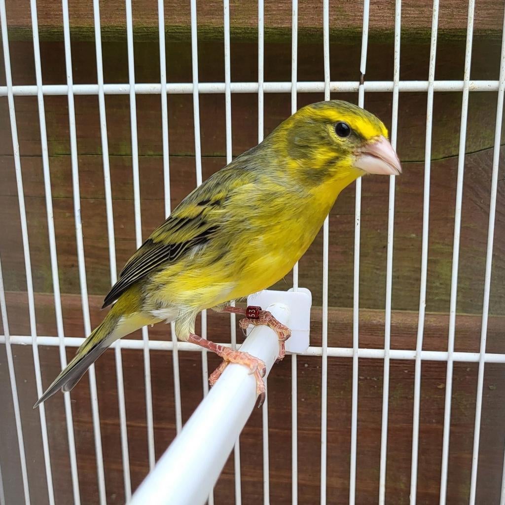 Timbrado x Zwavelgele Dikbekcini, Mannelijk, Wildzangvogel, Geringd