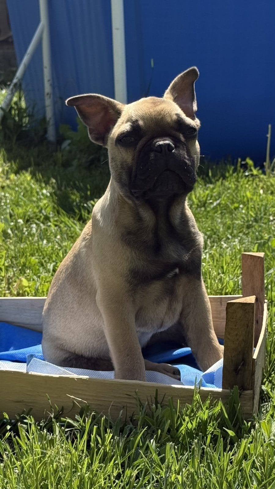Franse bulldog pups klaar voor verhuis, Dieren en Toebehoren, Parvo, België, Particulier, Overige rassen