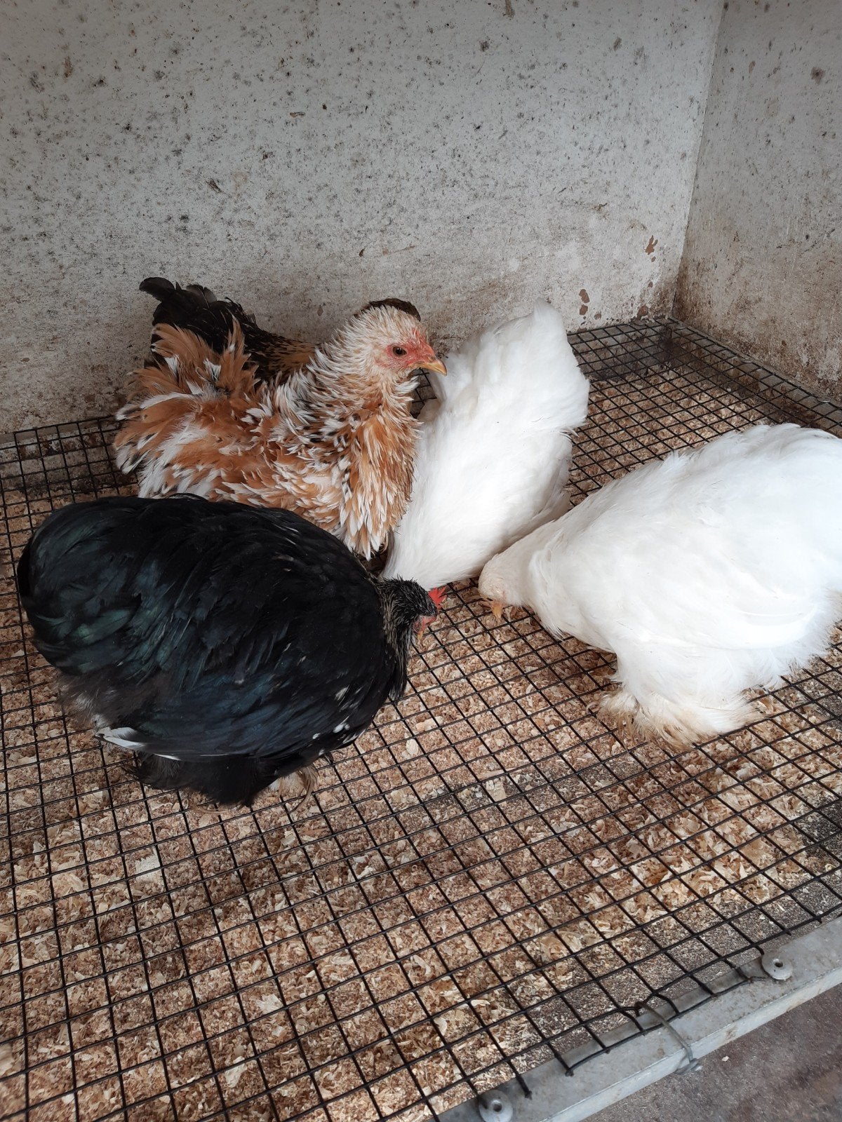 Cochin kriel kippen, Dieren en Toebehoren, Vrouwelijk, Kip
