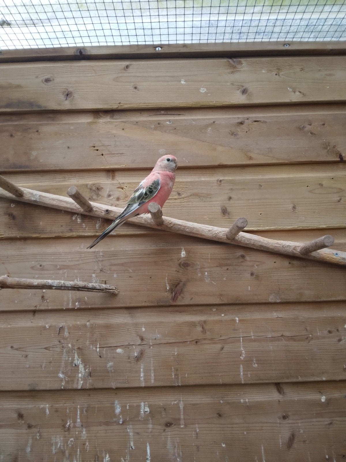 Te koop roze bourks 2026 geringd, Dieren en Toebehoren, Meerdere dieren, Zangkanarie