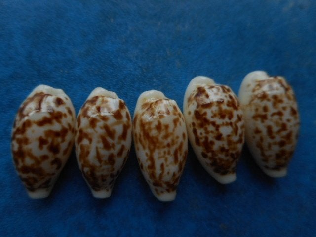 Schelpen: Cypraea coxeni Cox gem 14-18mm, Verzenden, Schelp(en)