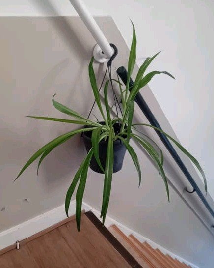 Kamerplant 60cm graslelie     evt met hangpot, Huis en Inrichting, Kamerplanten, Ophalen, Overige soorten, Halfschaduw, In pot