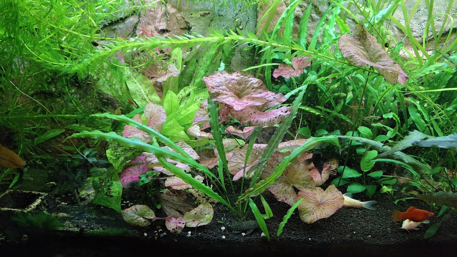 aquarium planten, Dieren en Toebehoren, Vis