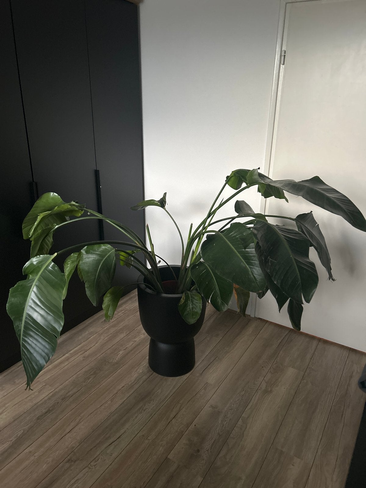 Strelitzia plant, Tuin en Terras, Ophalen, Overige materialen, 40 cm of meer, Rond