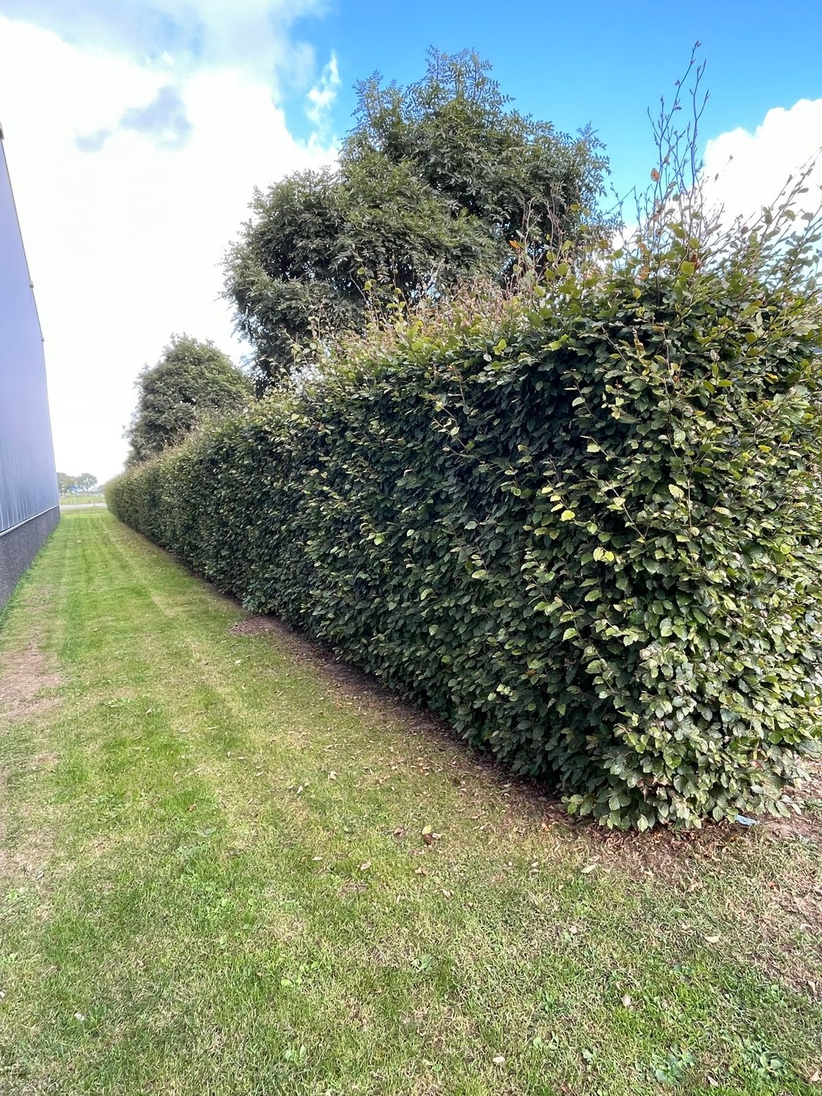 Beukenhaag 2 / 2,5 m hoog en 70 m lang, Ophalen, Beukenhaag, Haag, 100 tot 250 cm