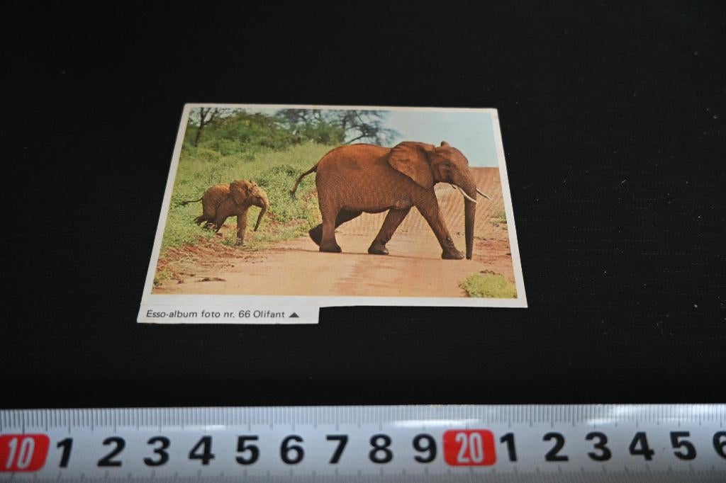 sticker ESSO album 66 Olifant, Verzamelen, Ophalen, Zo goed als nieuw