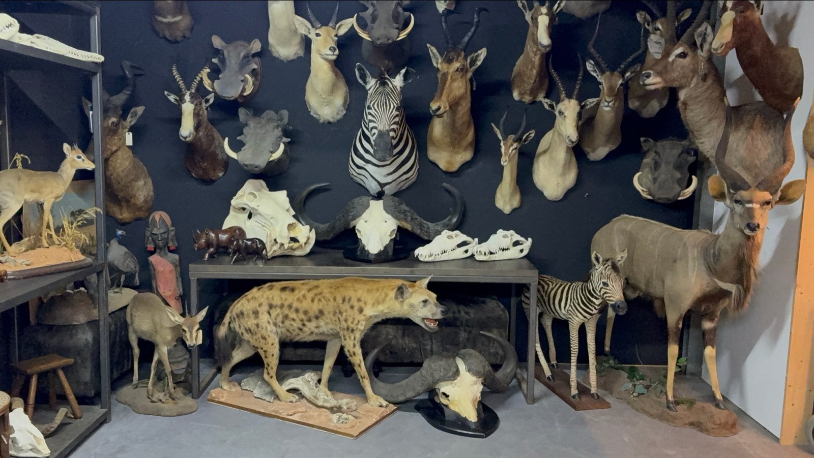 Opgezette Gevlekte Hyena - Indrukwekkend Stuk, Ophalen of Verzenden