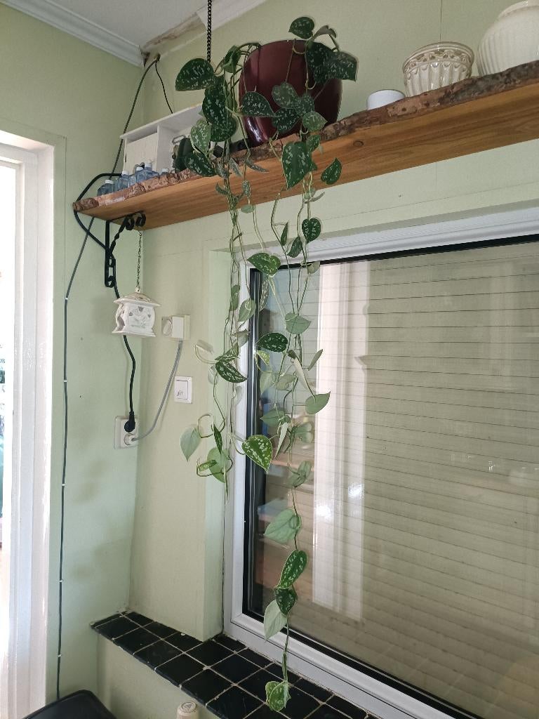 Kamerplant Scindapsus, Huis en Inrichting, Kamerplanten, Ophalen, Overige soorten, Halfschaduw, Minder dan 100 cm