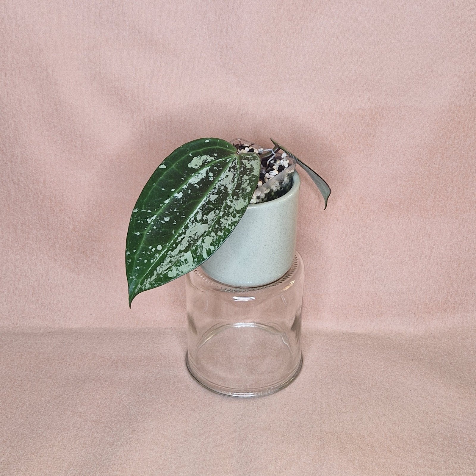 Hoya Latifolia Splash 1, Huis en Inrichting, Verzenden, Overige soorten, Halfschaduw, Minder dan 100 cm