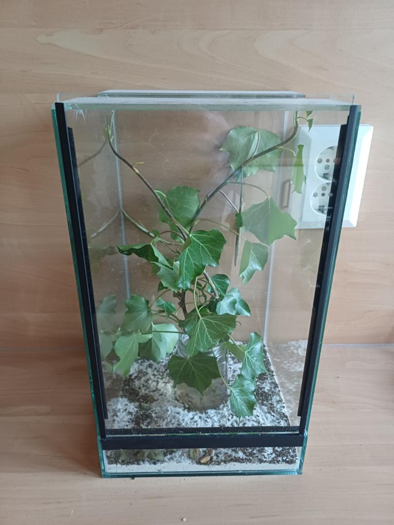 Terrarium 20x20x35 cm, Ophalen, Zo goed als nieuw