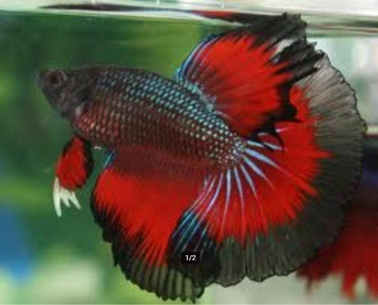 Betta - Halfmoon Grade AA man - Koidream Valburg, Vis, Zoetwatervis