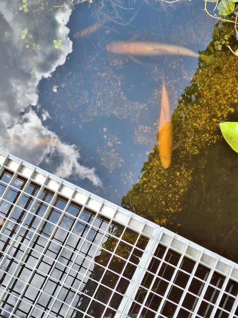 Vissen  GERESERVEERD, Dieren en Toebehoren, Vissen | Vijvervissen, Goudvis(sen)