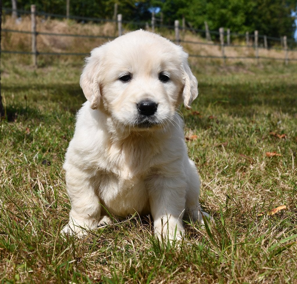 Super mooie witte Golden retriever pups met stamboom, Dieren en Toebehoren, Nederland, Reu, 8 tot 15 weken, Meerdere