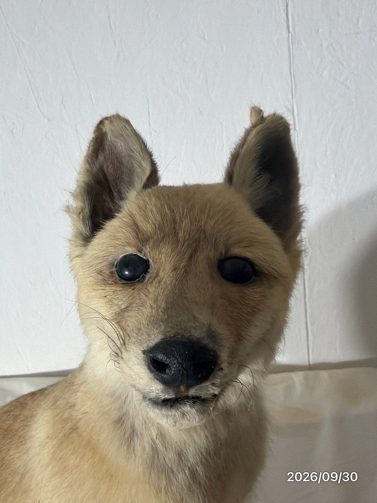 🦊 vos