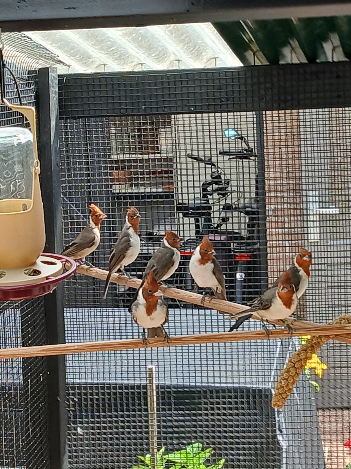 Roodkuif kardinalen., Meerdere dieren, Wildzangvogel, Geringd