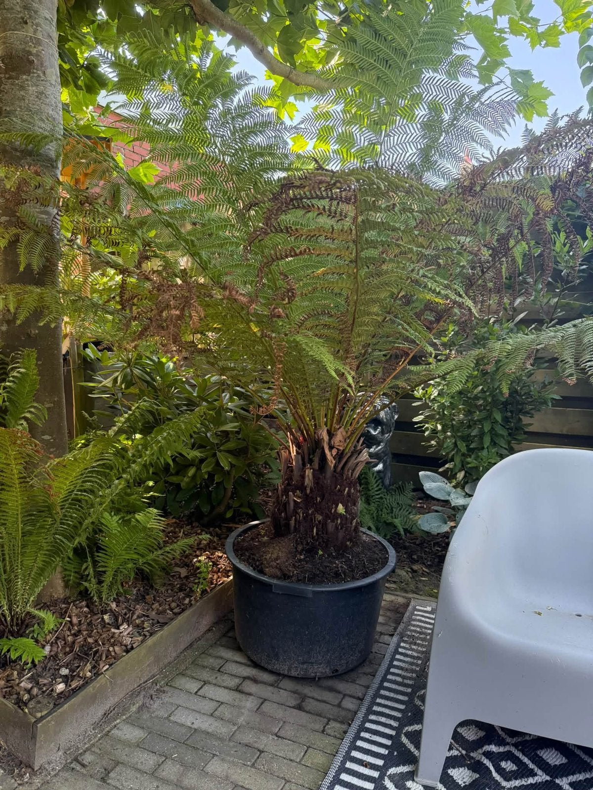 Exoten mega deal! Boomvaren, Schefflera, Brassaiopsis, Tuin en Terras, Ophalen, Volle zon, Overige soorten, Minder dan 100 cm