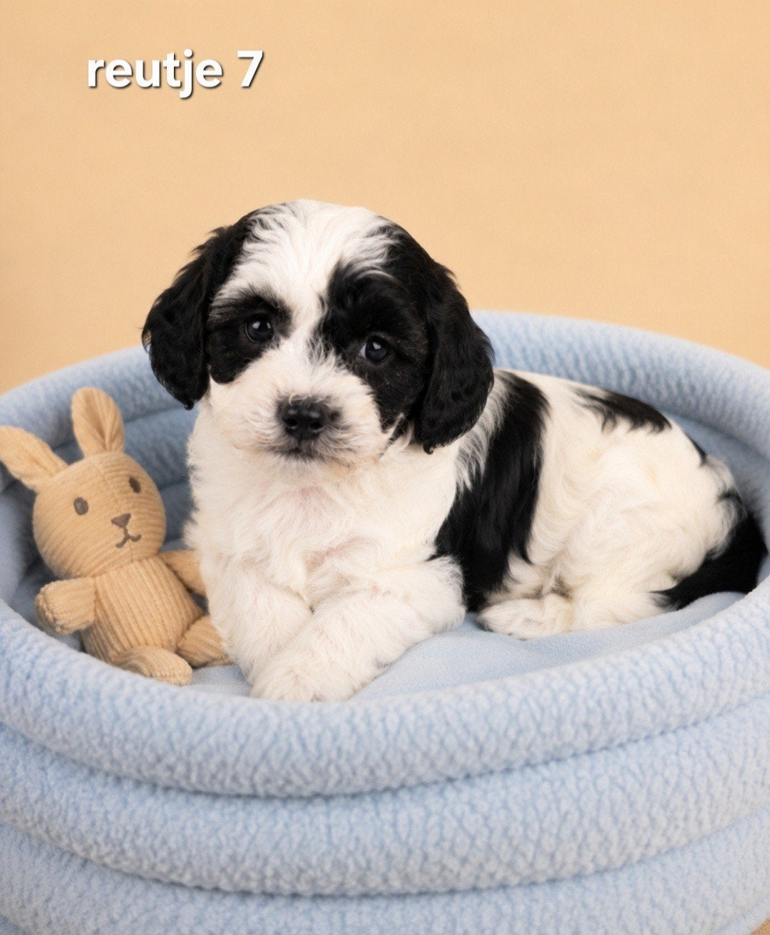 Super mooie boomer pups.Maltezer maal shih tzu, Parvo, Overige rassen, 8 tot 15 weken, Meerdere