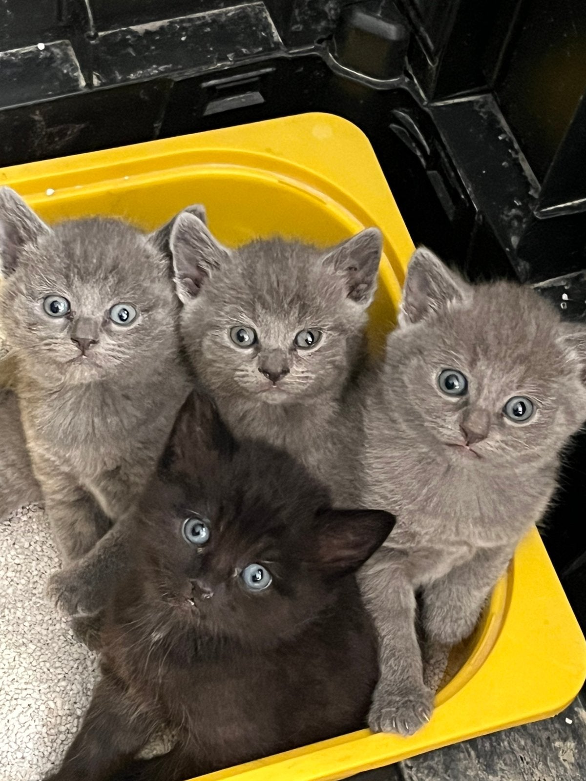 Prachtige britjes , opdracht kattebak nog niet begrepen 🤪, Dieren en Toebehoren, Katten en Kittens | Raskatten | Korthaar, Meerdere dieren