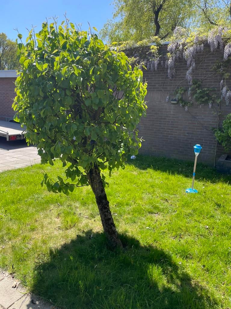 Perenboom scheef gegroeid, Ophalen, Volle zon, Overige soorten