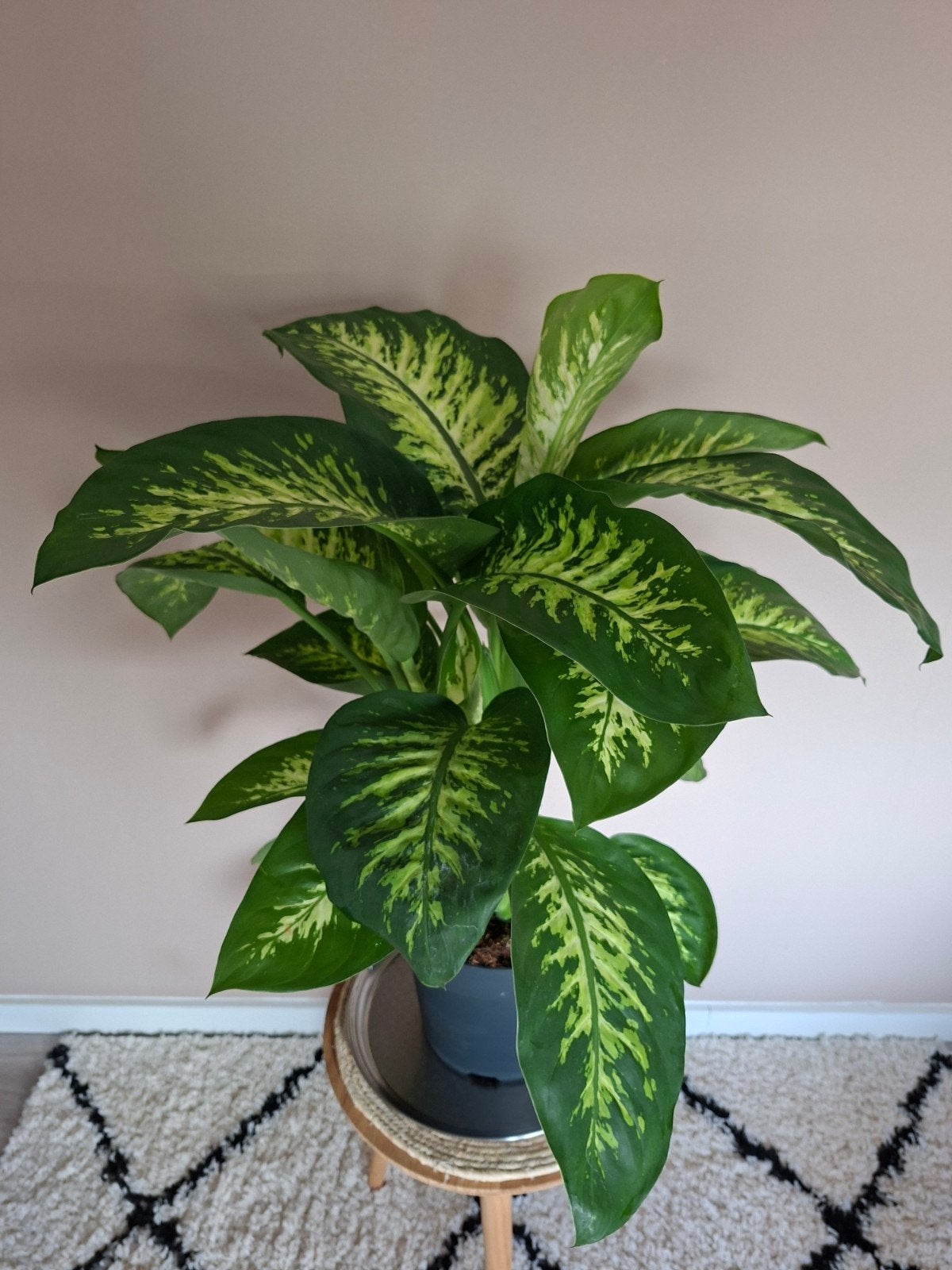 Dieffenbachia Camilla Grote groene kamerplant, Groene kamerplant, Ophalen, Halfschaduw, Minder dan 100 cm