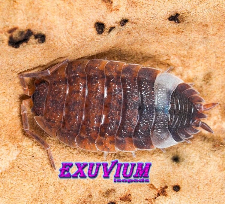 Porcellio scaber Skewbald Tri isopods / pissebedden, Overige soorten