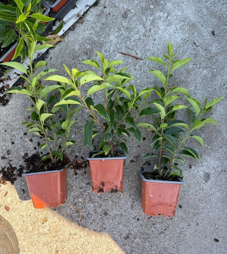 Portugese Laurier (Prunus lusitanica angustifolia) 20 cm, Ophalen of Verzenden, Laurier, Struik, Minder dan 100 cm