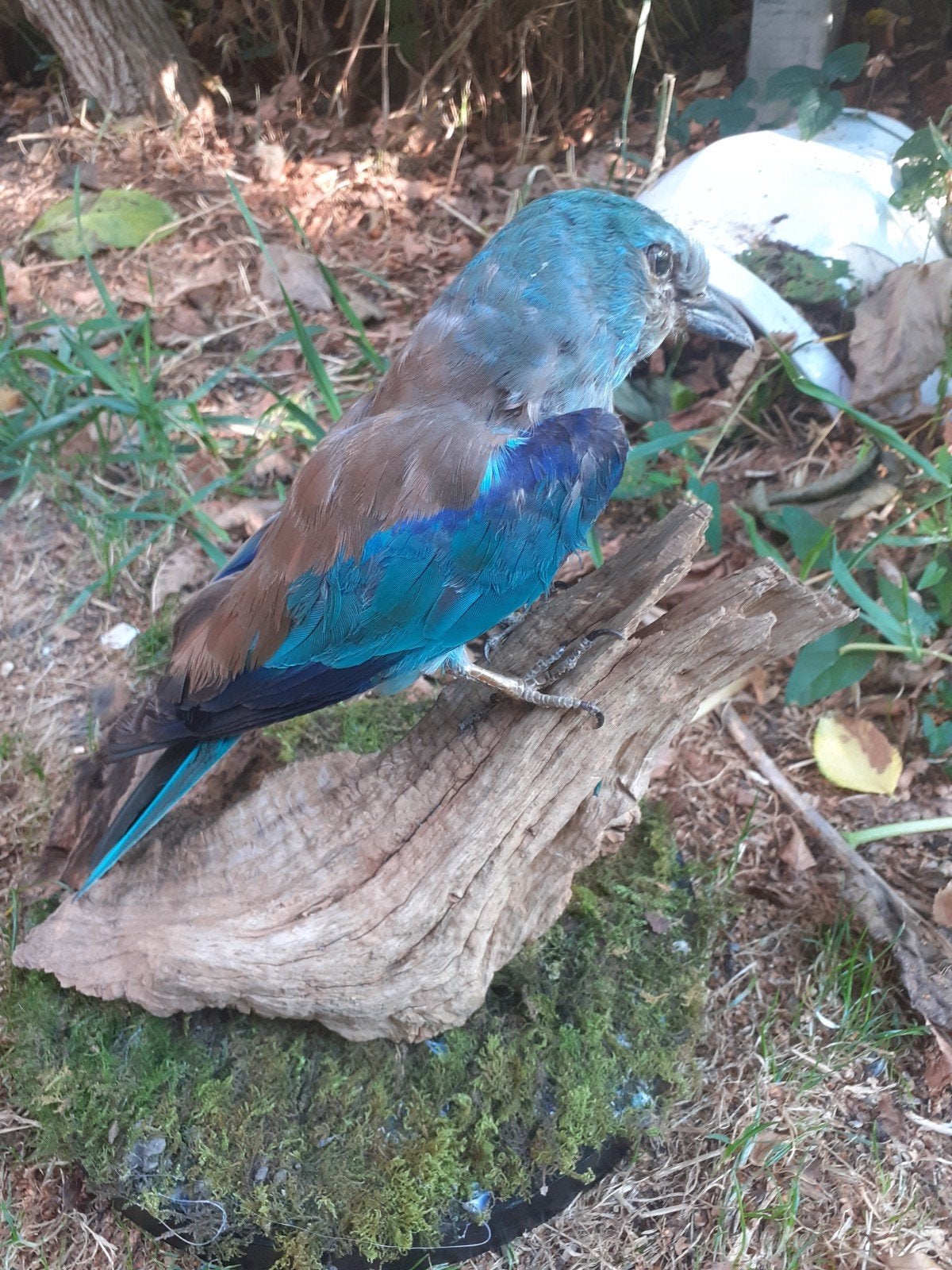 Recent opgezette "scharrelaar" exlusieve taxidermie, Verzamelen, Dierenverzamelingen, Ophalen of Verzenden, Nieuw, Vogel, Opgezet dier