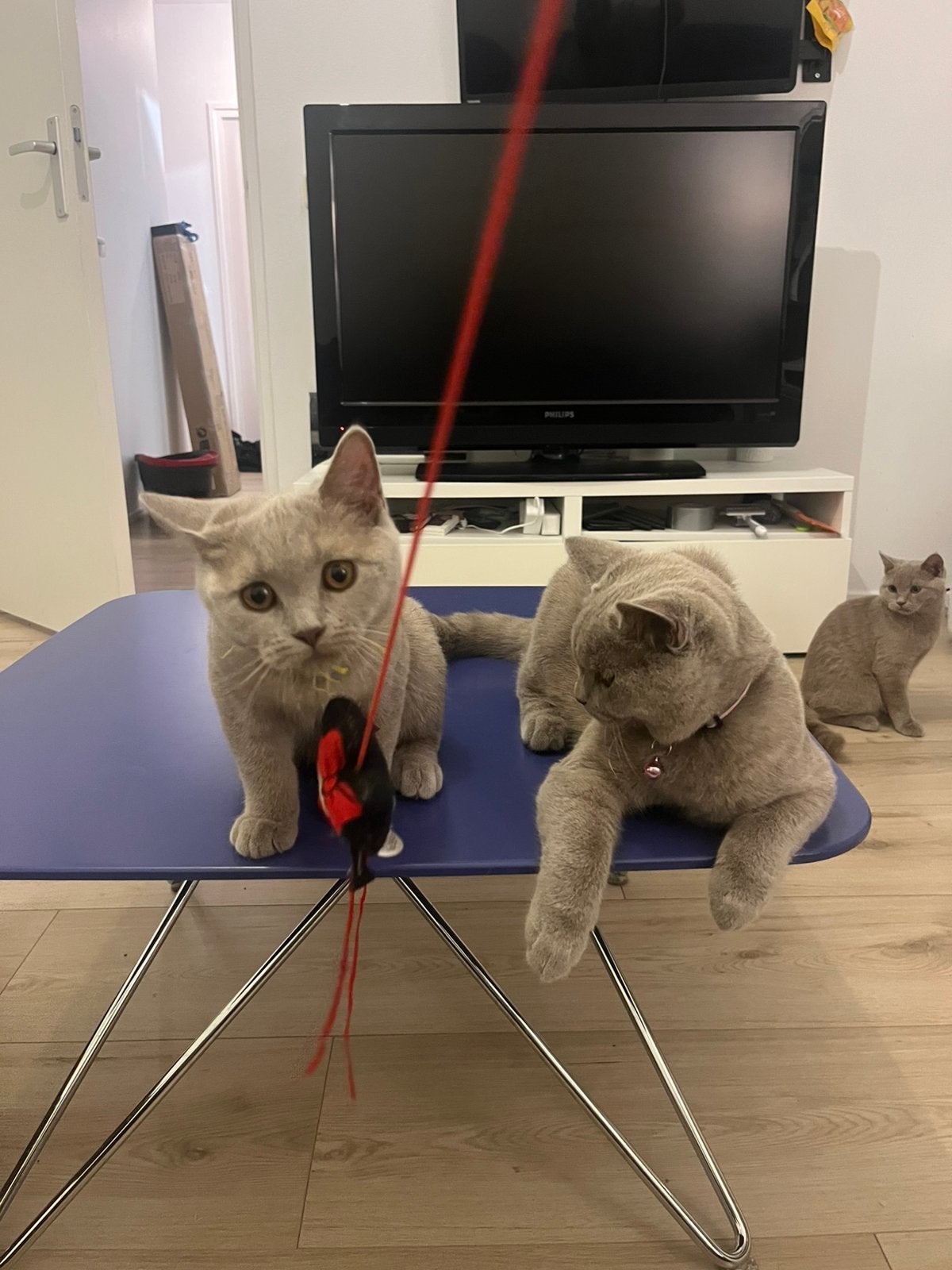 Britse korthaar kittens 4 Maanden, Meerdere dieren, Kortharig, 0 tot 2 jaar