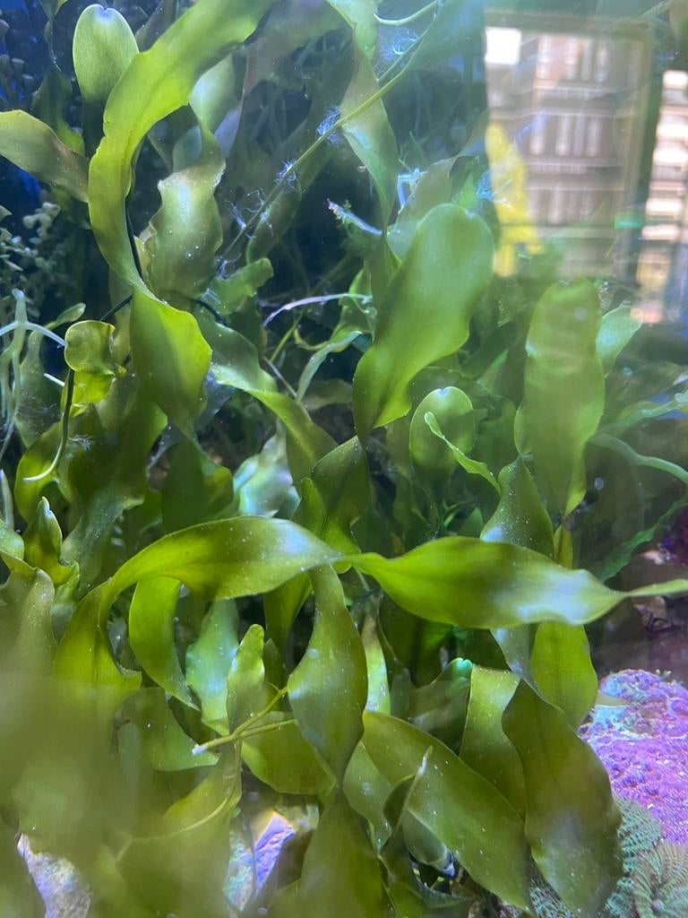Caulerpa prolifera zeewier voor zeeaquarium, Verzenden, Zo goed als nieuw, Plant(en), Steen of Hout