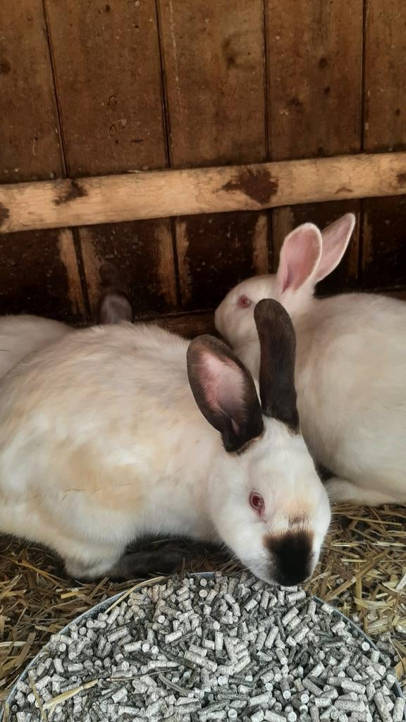 8 konijnen te koop rammen, Dieren en Toebehoren, Konijnen, Meerdere dieren, Middelgroot